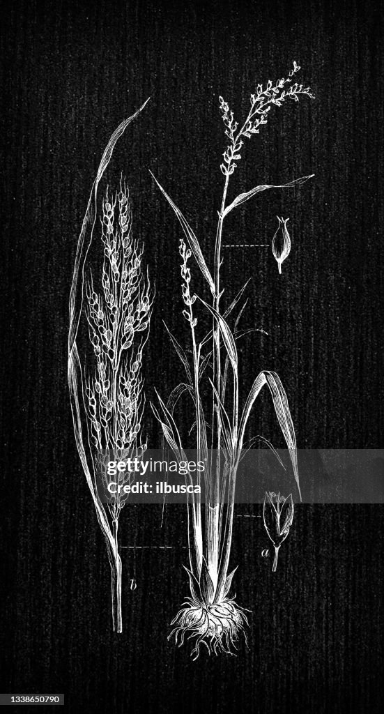 Botany plants antique engraving illustration: Oryza sativa (Asian rice)