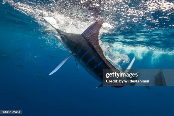 striped marlin hunting sardines, pacific ocean, baja california, mexico. - marlin stock-fotos und bilder