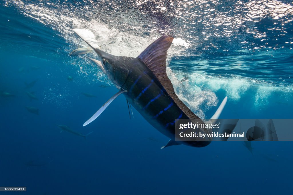 Striped marlin hunting sardines, Pacific Ocean, Baja California, Mexico.