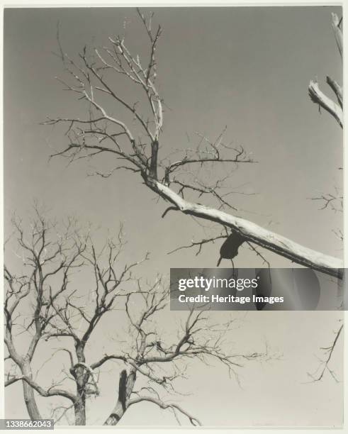 The Dying Chestnut Tree—My Teacher, 1927. A work made of gelatin silver print. Artist Alfred Stieglitz.