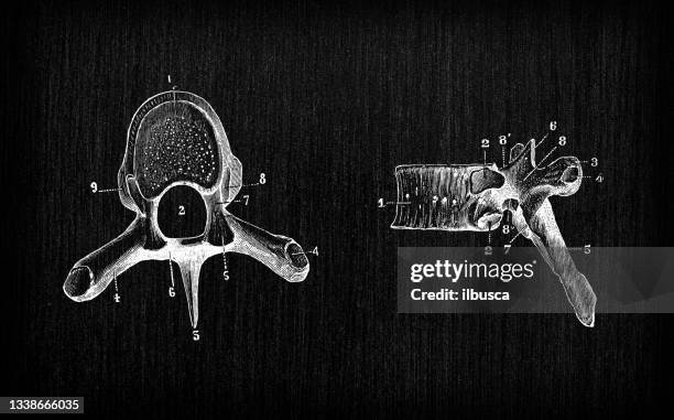 Backbone Drawing Reference Human Skeleton Backbone Drawing High Res Illustrations - Getty Images