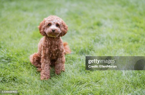 cute puppy - cavoodle puppy stock pictures, royalty-free photos & images