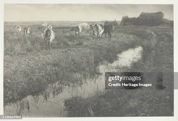 Cattle on the Marshes, 1886. A work made of platinum print, pl. Xxx from the album 'life and landscape on the norfolk broads' ; edition of 200....