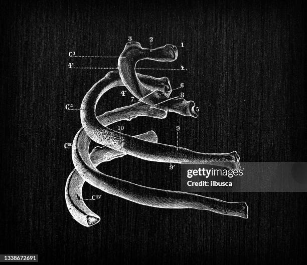 bildbanksillustrationer, clip art samt tecknat material och ikoner med antique illustration of human body anatomy bones: first four ribs - rib cage