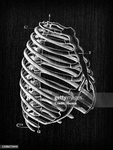 bildbanksillustrationer, clip art samt tecknat material och ikoner med antique illustration of human body anatomy bones: rib cage - rib cage