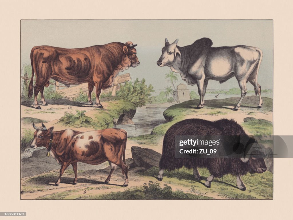 Early Ruminants Ruminants Handcolored Chromolithograph Published In 1869 High-Res ...