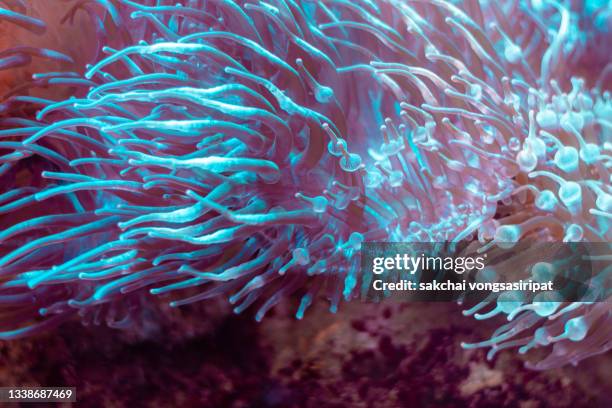 close-up of corals in andaman sea, thailand, asia - ko lipe stock pictures, royalty-free photos & images