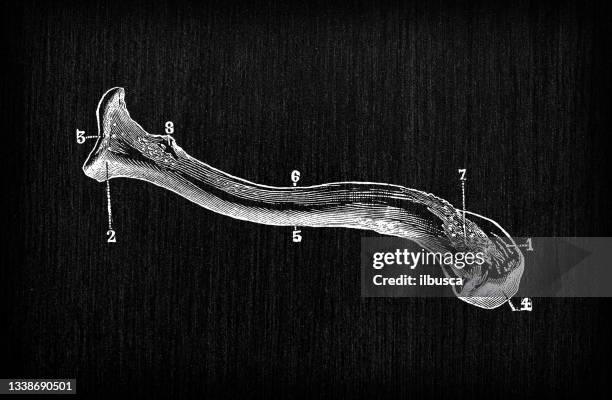 ilustrações, clipart, desenhos animados e ícones de ilustração antiga dos ossos da anatomia do corpo humano: clavícula - clavicle