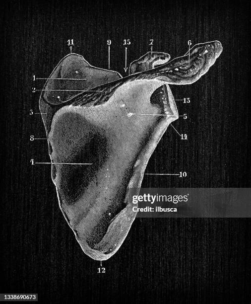 ilustraciones, imágenes clip art, dibujos animados e iconos de stock de ilustración antigua de huesos de la anatomía del cuerpo humano: escápula - escapula