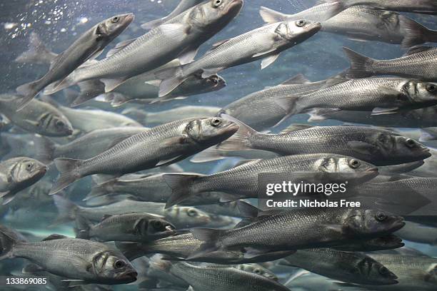 shoal fish - mullet fish stock pictures, royalty-free photos & images