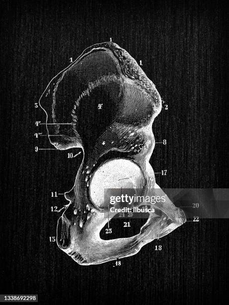 antique illustration of human body anatomy bones: hip bone - hip bone stock illustrations