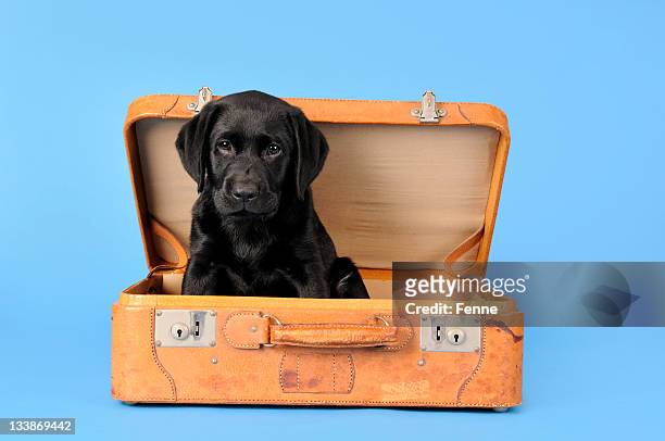 puppy on holiday - bag of sweets stock pictures, royalty-free photos & images