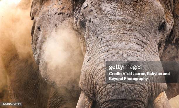 beautiful close up of craig, one of the largest tuskers in amboseli, as he dusts himself - elephant eyes 個照片及圖片檔