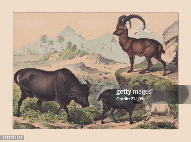 ruminants, hand-colored chromolithograph, published in 1869 - wild water buffalo stock illustrations