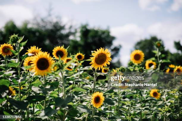 sunflower - girasol común fotografías e imágenes de stock