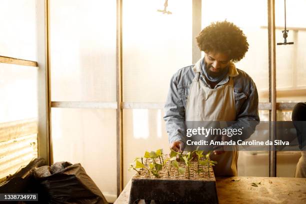 agronomy student planting plant cuttings. macropropagation study - molting stock pictures, royalty-free photos & images