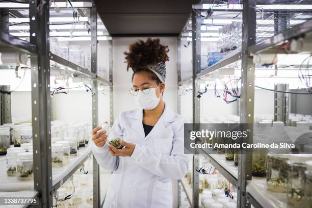 retrato de un científico de pie en la cámara de crecimiento de las plantas. - masters degree fotografías e imágenes de stock