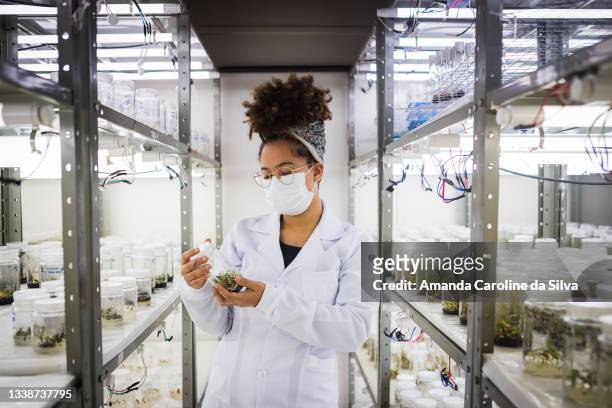 植物成長室に立つ科学者の肖像画。 - 動物の行動 ストックフォトと画像