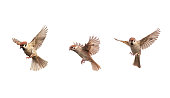 set of a group of birds sparrows spreading their wings and feathers flying on a white isolated
