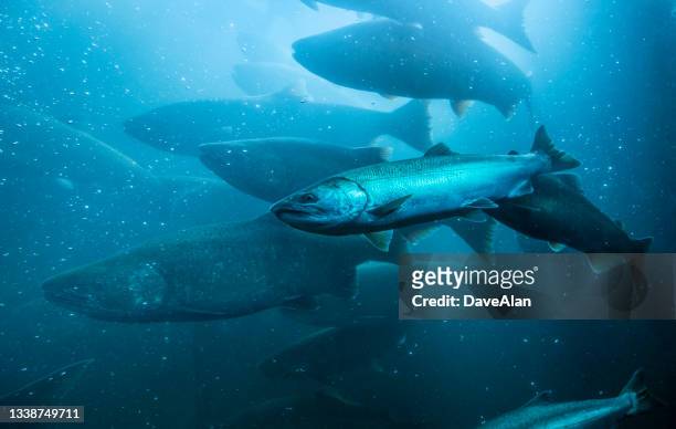 wild salmon underwater migration. - animals in the wild stock pictures, royalty-free photos & images