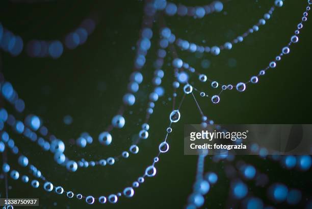 spider web with water drops - spider web bildbanksfoton och bilder