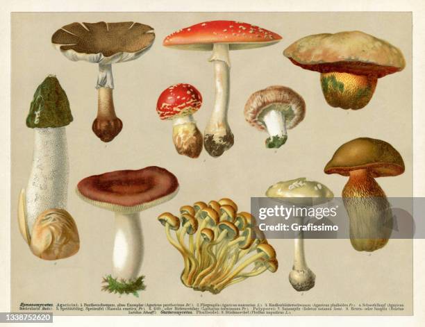 stockillustraties, clipart, cartoons en iconen met group of poisonous mushrooms 1898 - poisonous mushroom