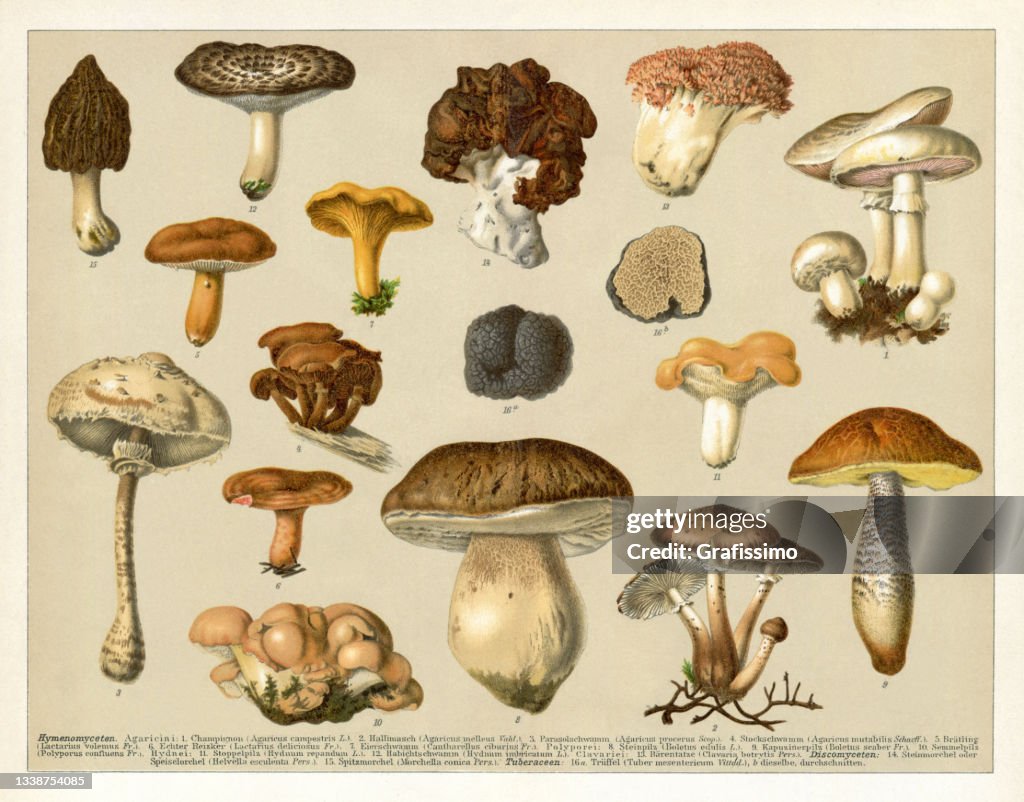 Gruppe der Speisepilze 1898