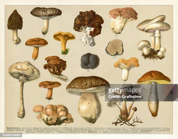 group of edible mushrooms 1898 - toadstool stock illustrations