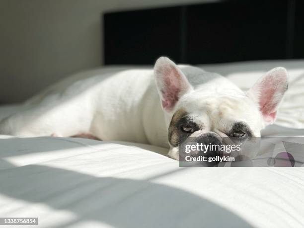 französische bulldogge liegt bequem im bett - french bulldog stock-fotos und bilder