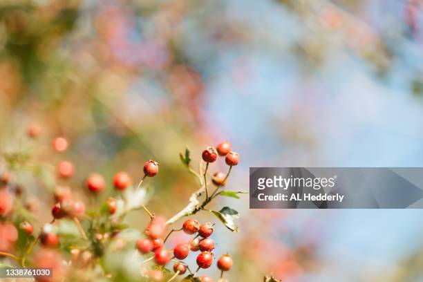 hawthorn berries in a hedgerow - hawthorn,_victoria stock pictures, royalty-free photos & images