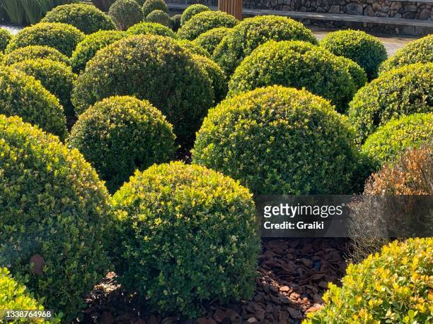 park with green shrubs and lawns, landscape design - hedge trimming stock pictures, royalty-free photos & images