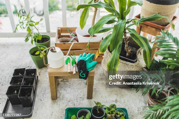 set of home gardering tools and soil for home floriculture, plant transplant at home terrace. - eintopfen stock-fotos und bilder