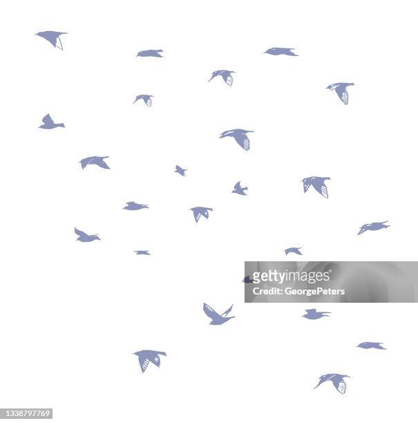 large group of common swifts - common swift flying stock illustrations