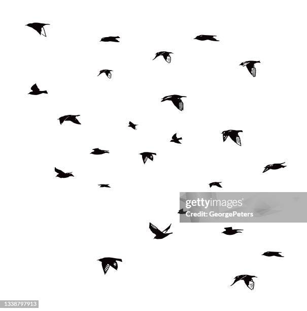 large group of common swifts - common swift flying stock illustrations