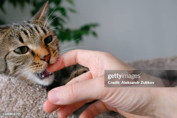 a domestic cat is lying in a basket with a knitted blanket, biting the hand of its owner. a man is playing with his pet. a kitten in a baby cot. the concept of home life. copy the space bar. - purebred cat stock-fotos und bilder