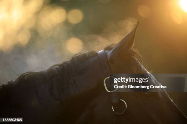 a race horse - kentucky horses stock pictures, royalty-free photos & images