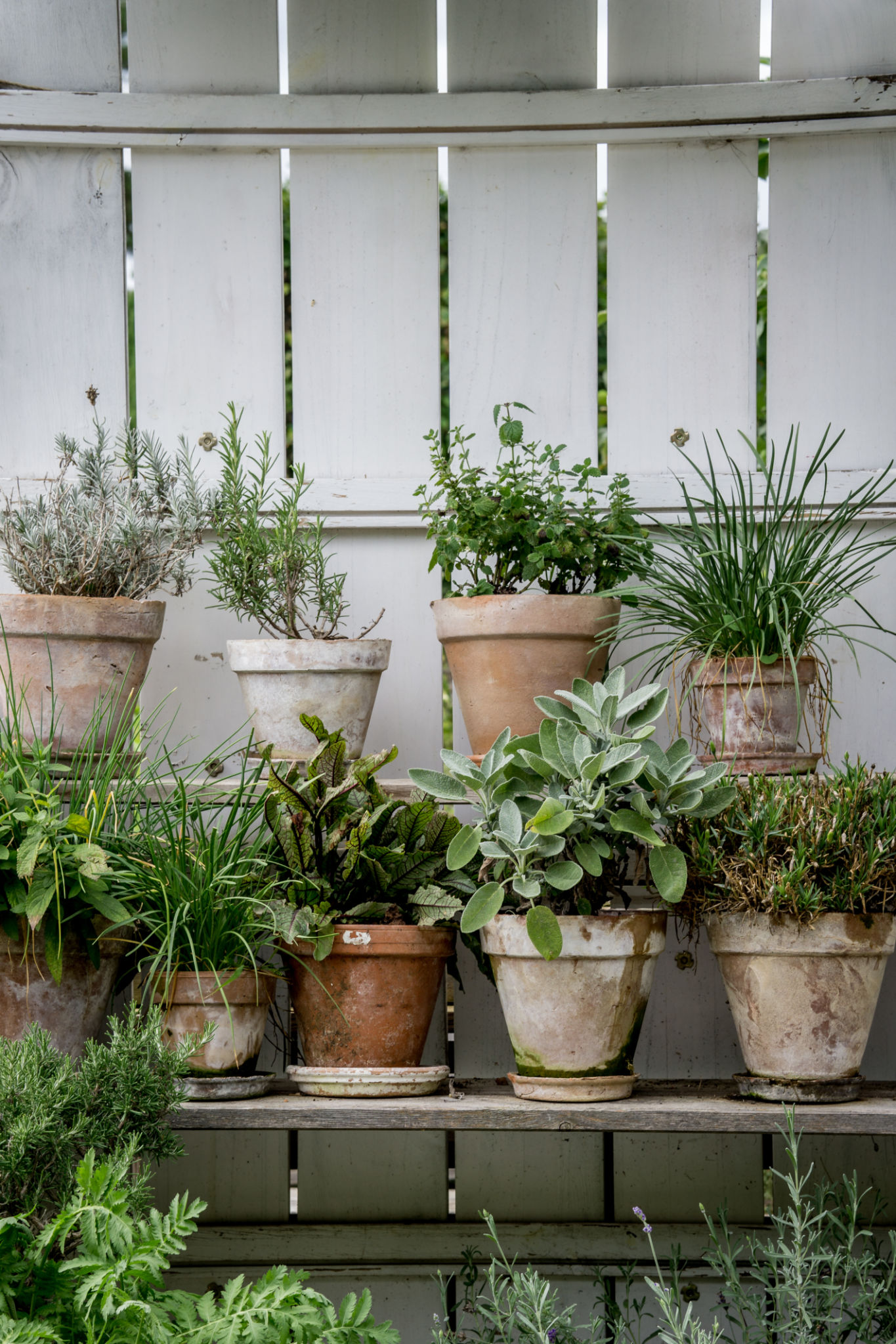 home herb garden