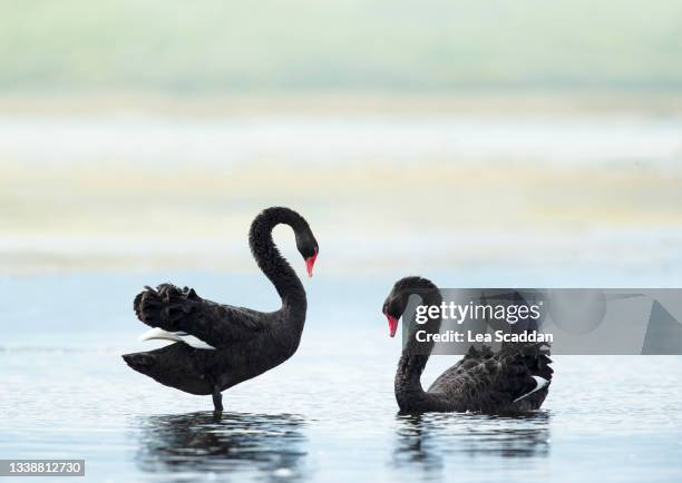 black swans - black swans stock pictures, royalty-free photos & images