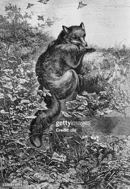 fox in the meadow, hunting - red fox stock illustrations