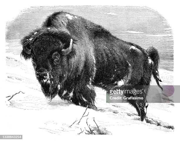 illustrations, cliparts, dessins animés et icônes de bison d’amérique dans l’illustration d’hiver 1898 - boeuf sauvage