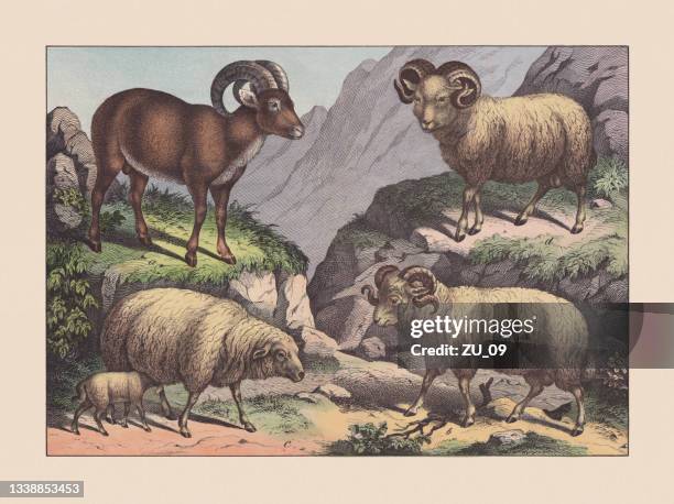 bildbanksillustrationer, clip art samt tecknat material och ikoner med ruminants, hand-colored chromolithograph, published in 1869 - vit lamm