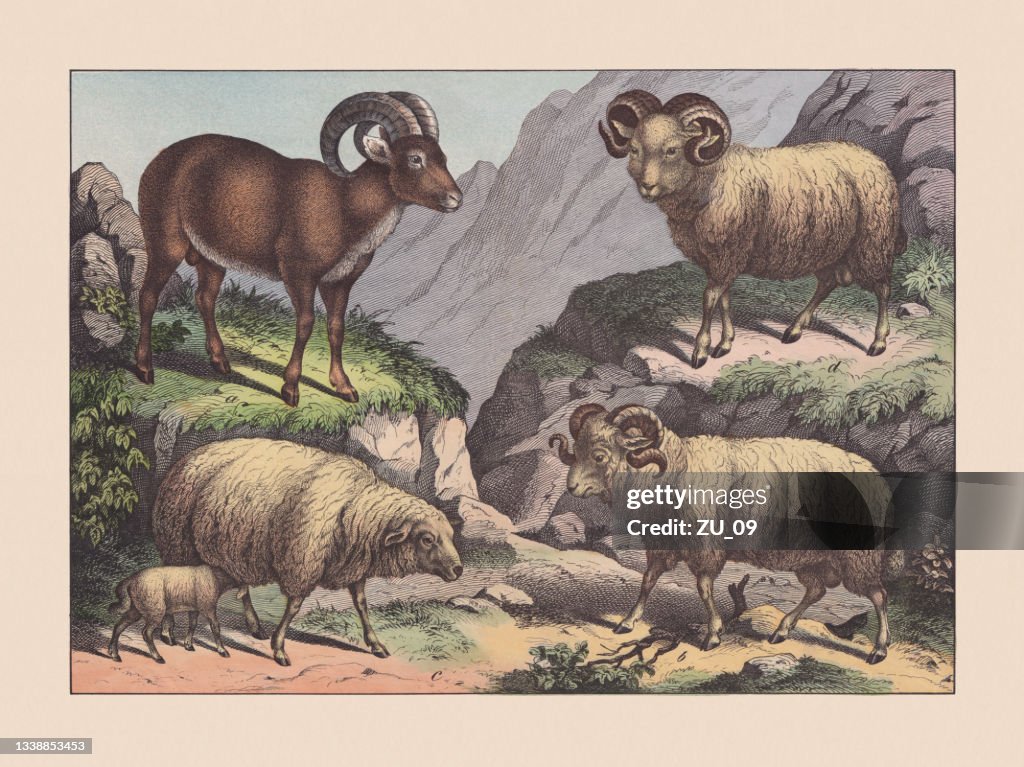 Early Ruminants Ruminants Handcolored Chromolithograph Published In 1869 High-Res ...