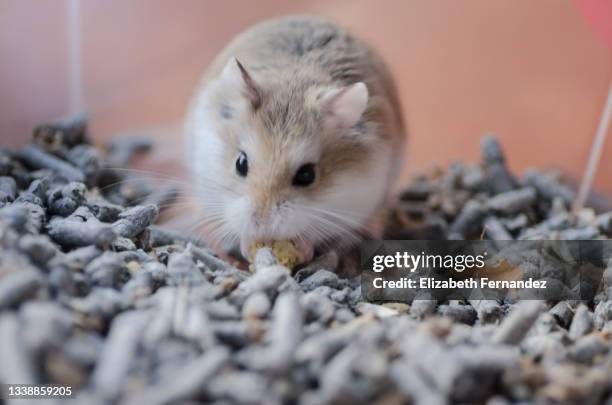 dwarf roborovski hamster eating. domestic rodents. - roborovski hamster stock pictures, royalty-free photos & images