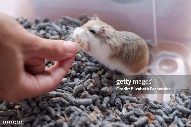 hamster biting food from the hand of a young woman. domestic rodents. - roborovski hamster stock pictures, royalty-free photos & images