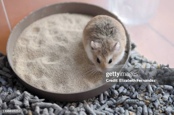 dwarf roborovski hamster sitting on sandbox. domestic rodents. - golden hamster - fotografias e filmes do acervo