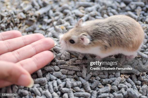 roborowski dwarf hamster smelling a female's hand. domestic rodents. - roborovski hamster stock pictures, royalty-free photos & images