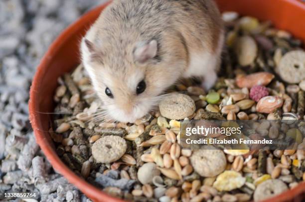 roborovski dwarf hamster eating  food from bowl in cage. domestic rodents. - hamster stock-fotos und bilder