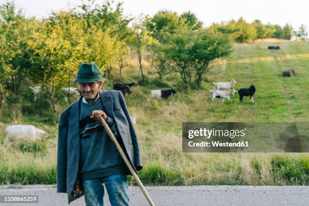 senior male herder wearing hat and blazer holding cane - grande gruppo di animali foto e immagini stock
