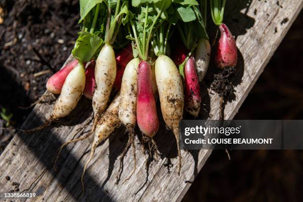 radish bunches - radijs stockfoto's en -beelden