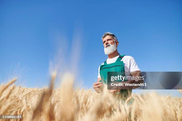 bearded male farm worker looking away while standing at wheat field - low angle view of wheat growing on field against sky fotografías e imágenes de stock